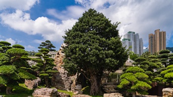 The largest Buddhist Pine in Nan Lian Garden is accompanied by Nian Lian Rock at the back, establishing the focal point for the Lotus Terrace.